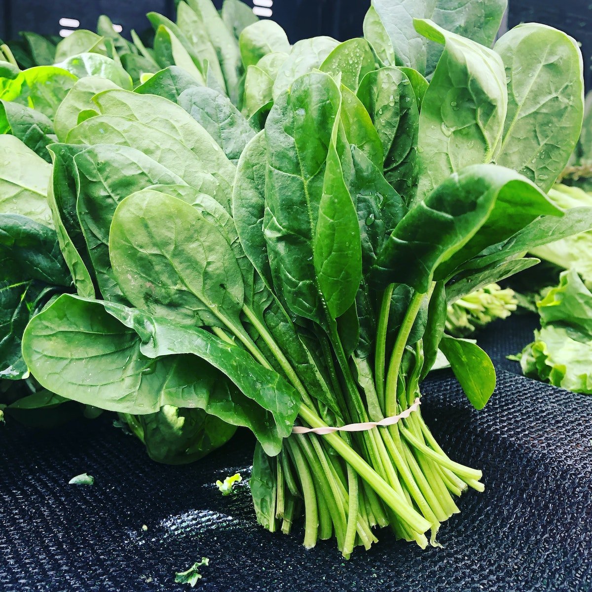 bunch of fresh green spinach with water droplets. Ends tied together with a rubber band, sitting on black fabric. 